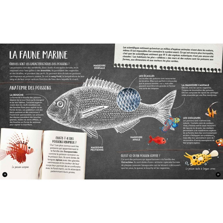 Livre - Quoi, comment, pourquoi. La mer