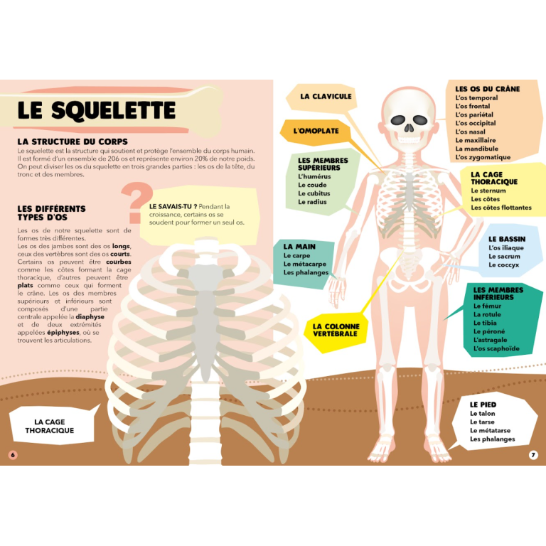 Puzzle - Le corps humain